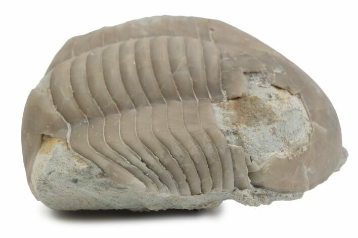 Bargain, Illaenus Laticlavius Trilobite Fossil - Russia #363192